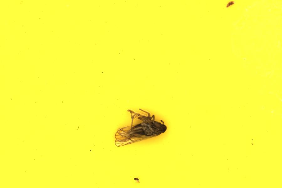 Image 22
